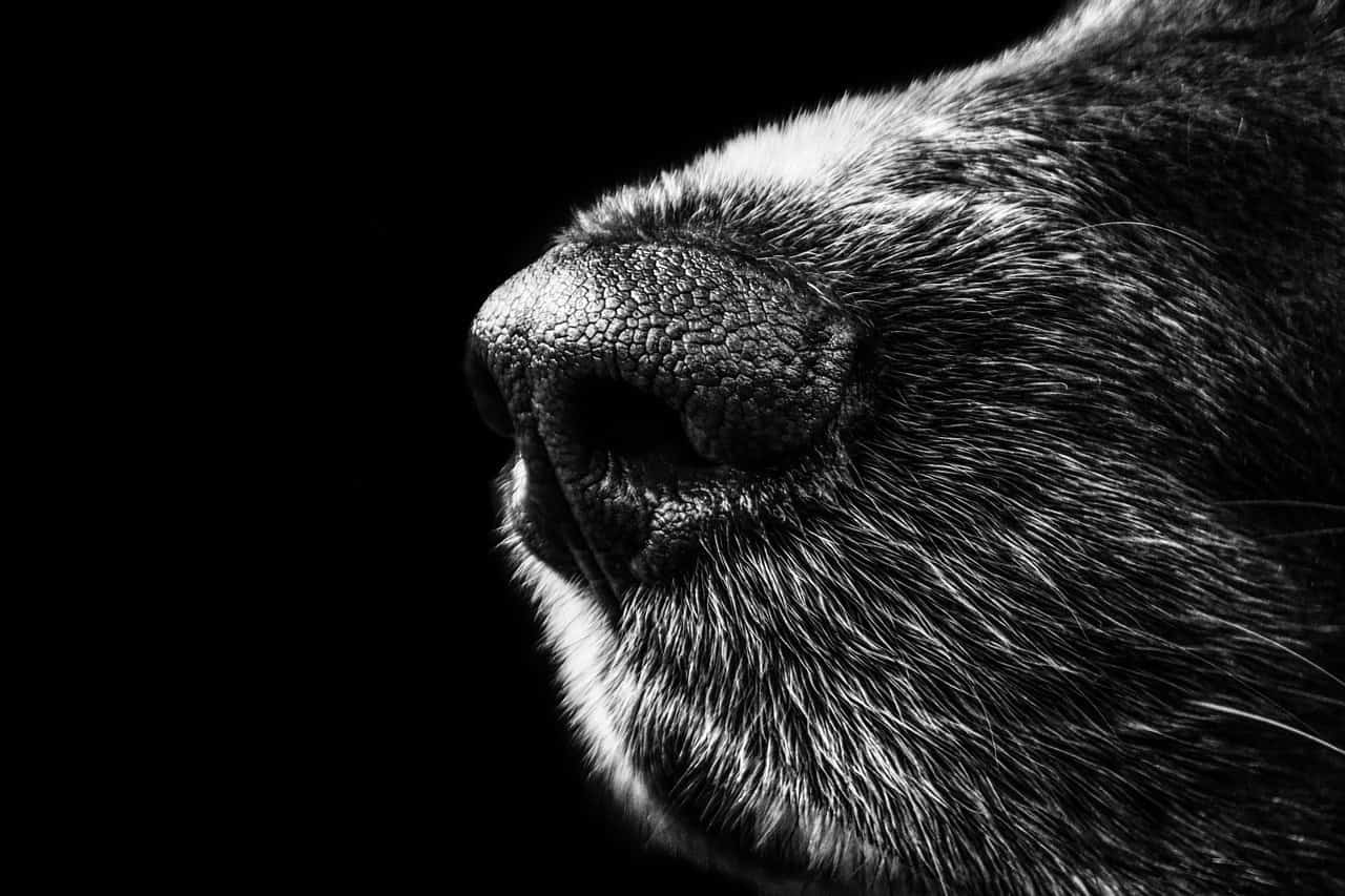 dog, nose, snout