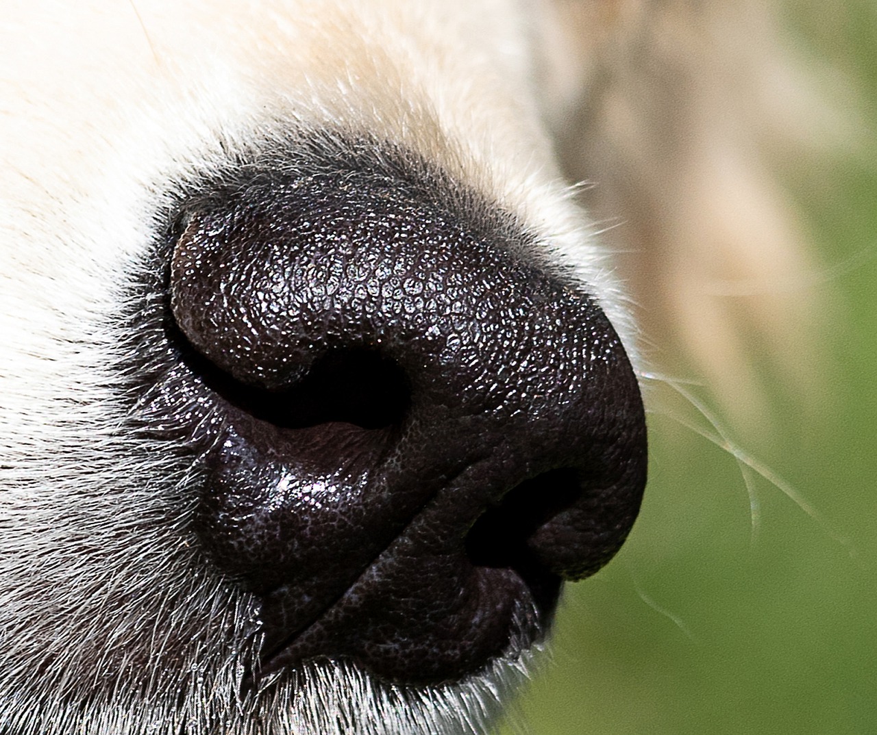 dog, nose, dog's nose