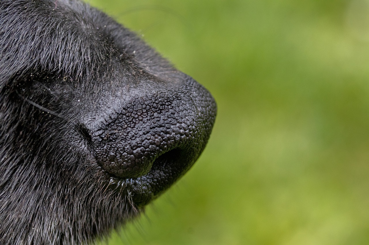 dog, nose, muzzle