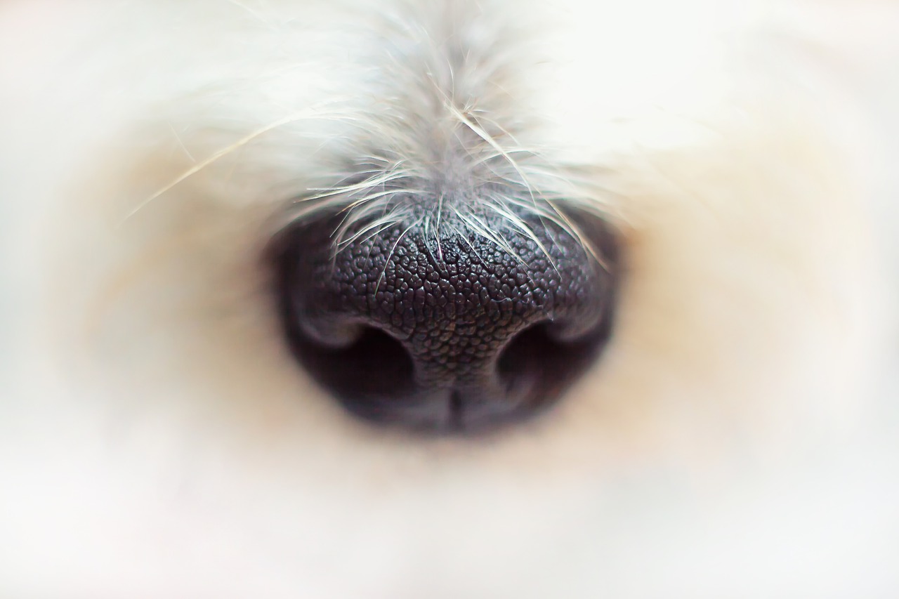 nose, terrier, dog